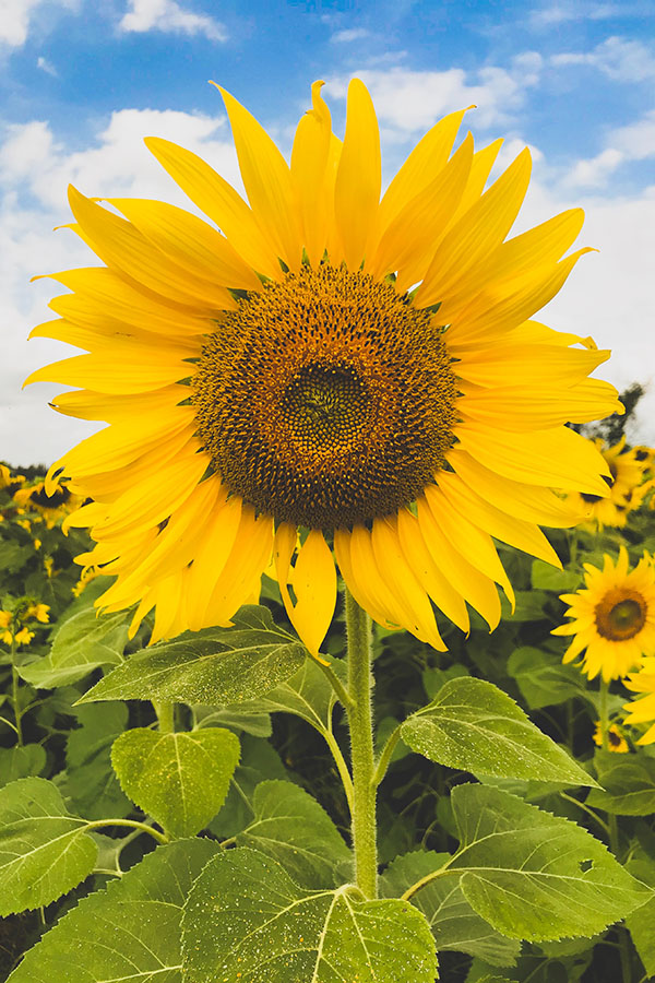 Cây hoa hướng dương sunflower