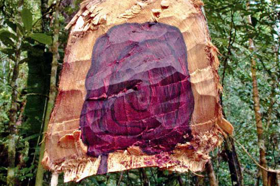 Cây gỗ hồng rosewood