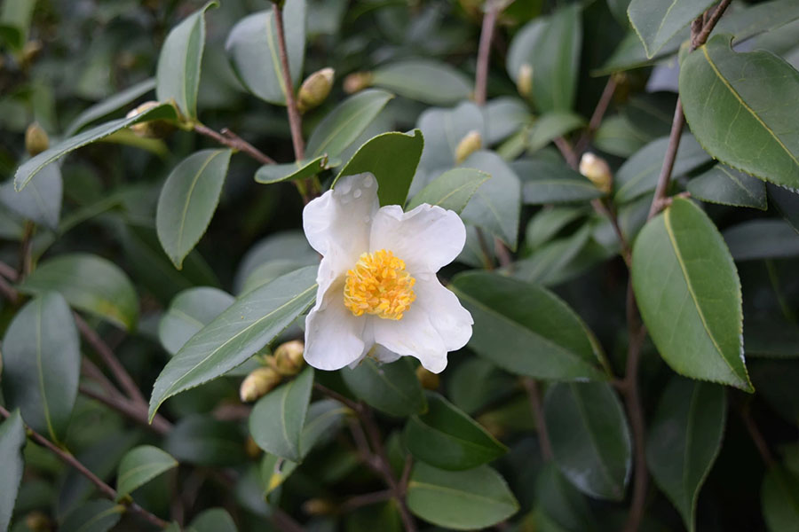 Camellia-oleifera-hat-tra