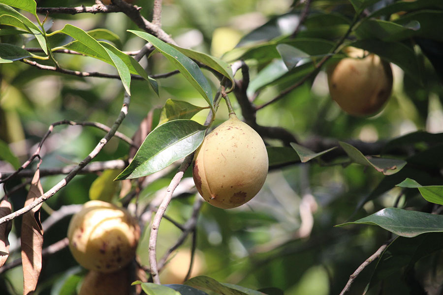 Cây nhục đậu khấu nutmeg tree