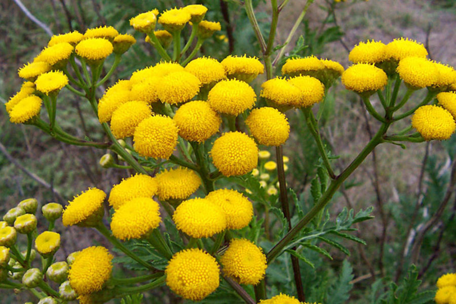 Cuc-ngai-xanh-Tanacetum-annuum-blue-tansy-Medicinal-herbs-with-yellow-Flowers-and-Buds-Tanacetum-annuum-L
