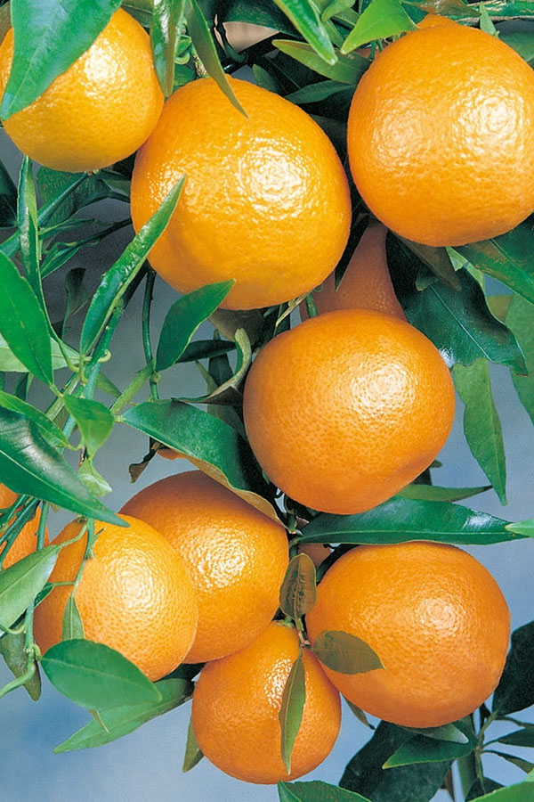 qua quyt lai clementine fruit