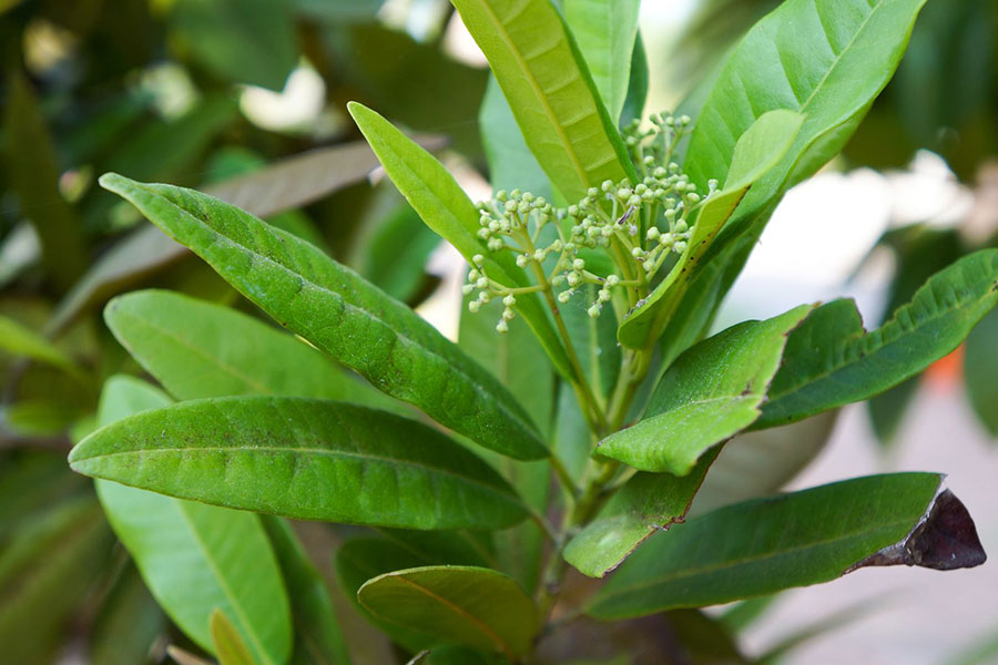tieu-jamaica-allspice-leaves