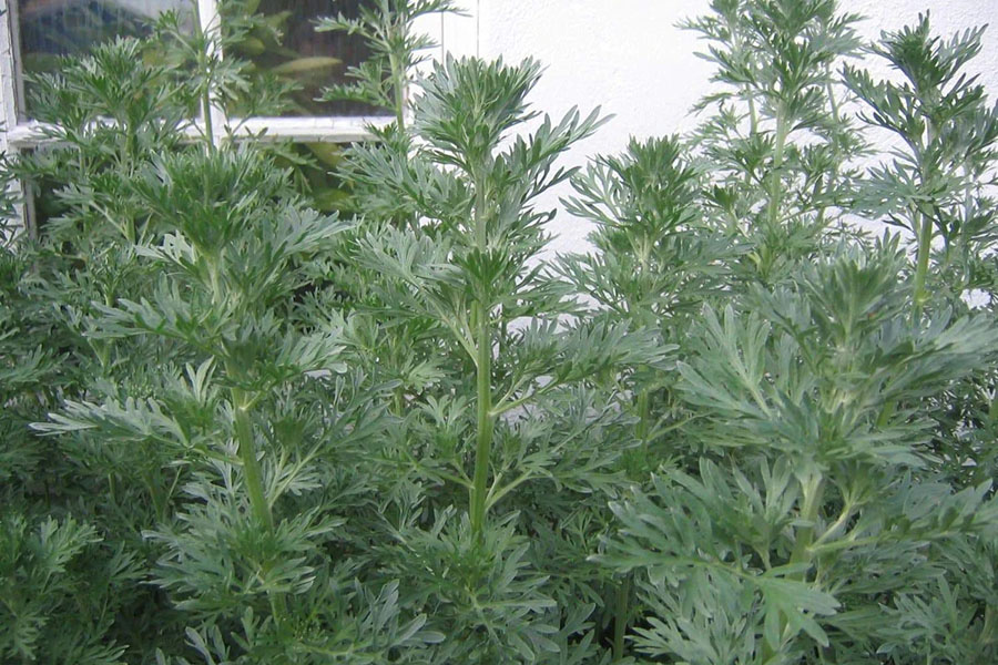 wormwood-herb-seeds-artemisia-absinthium-organic-non-gmo
