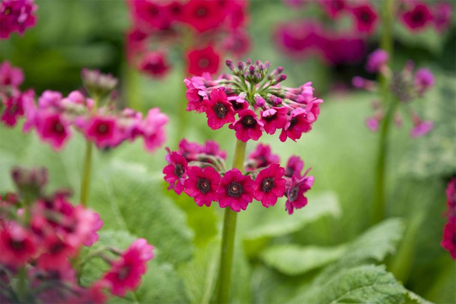 Hoa-anh-thao-Primula-japonica