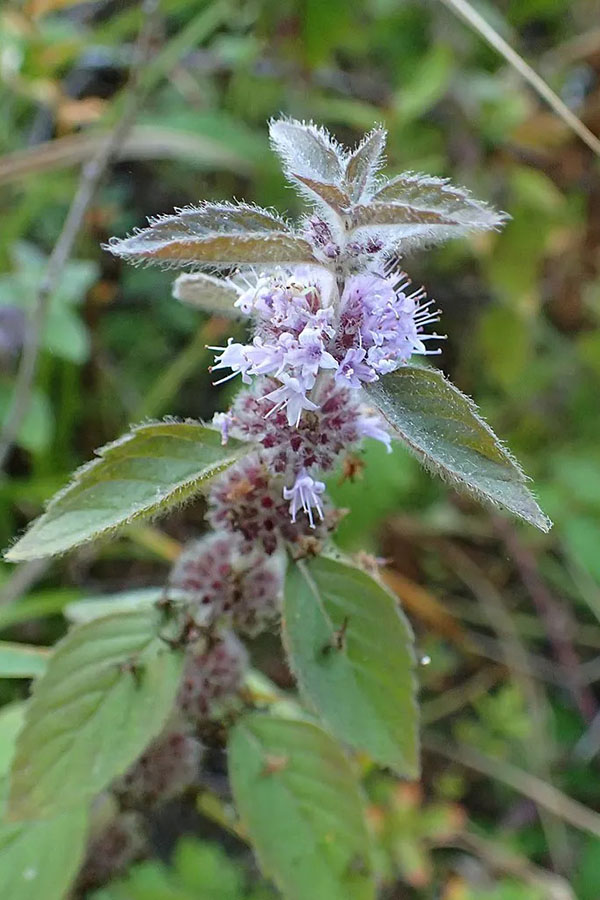 American Wild Mint (Mentha canadensis)