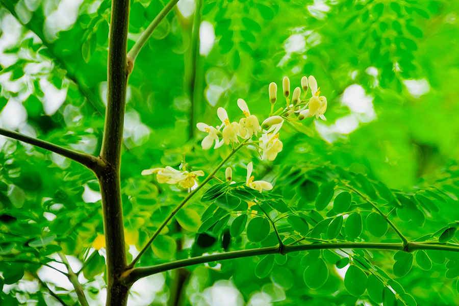 Ứng dụng của cây Moringa oleifera trong cuộc sống