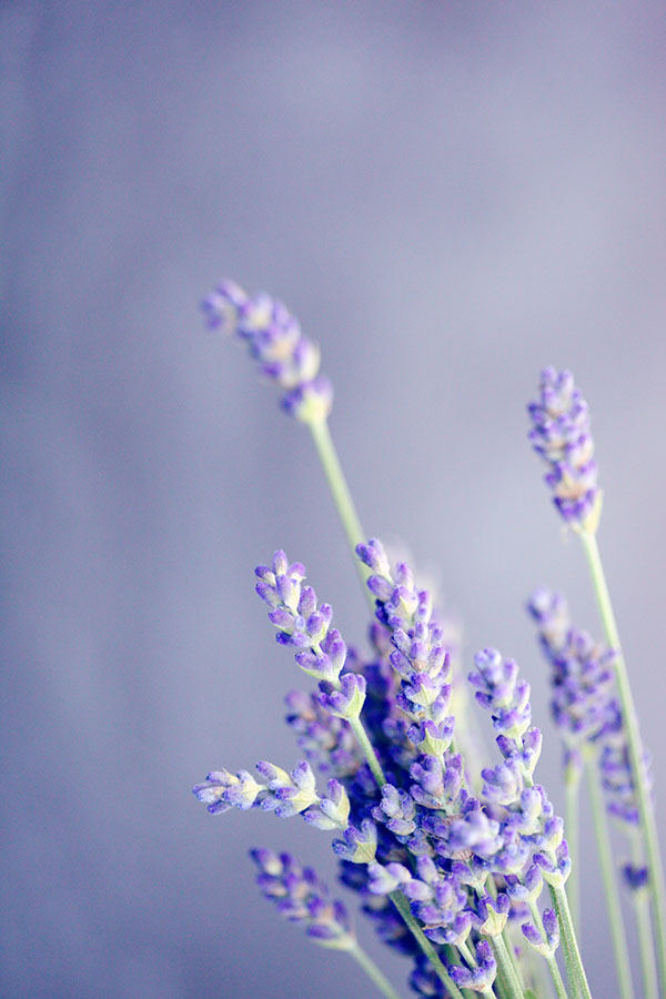 Vườn hoa lavender