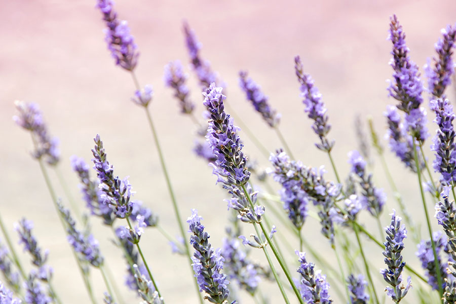 ý nghĩa hoa lavender
