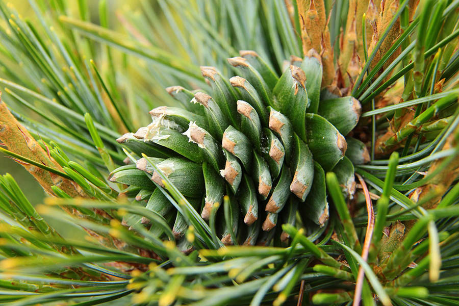 Cay-thong-do-Pinus-koraiensis-kobi-vn