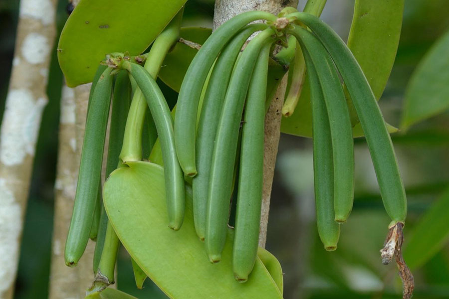 Đặc điểm sinh trưởng của cây vanilla -1