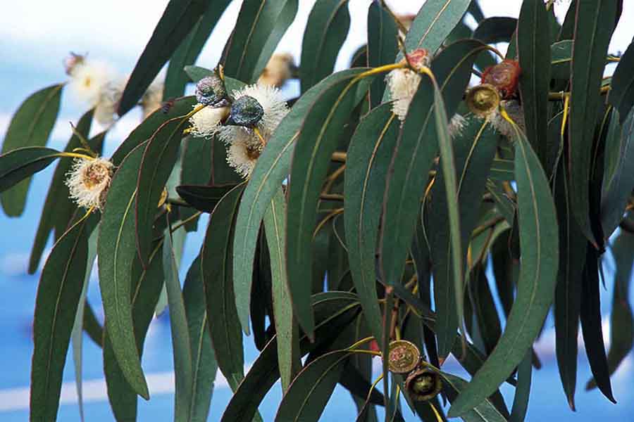 Khuynh diệp là cây đặc hữu của vùng đông nam nước Úc -1