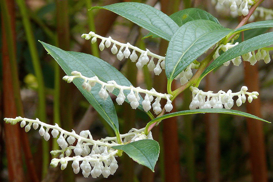 Hoa châu thụ trong tự nhiên