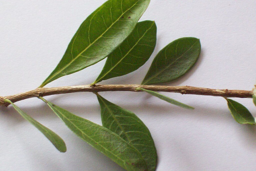 Lá của cây lá móng (bộ phận chính chiết xuất tinh dầu)