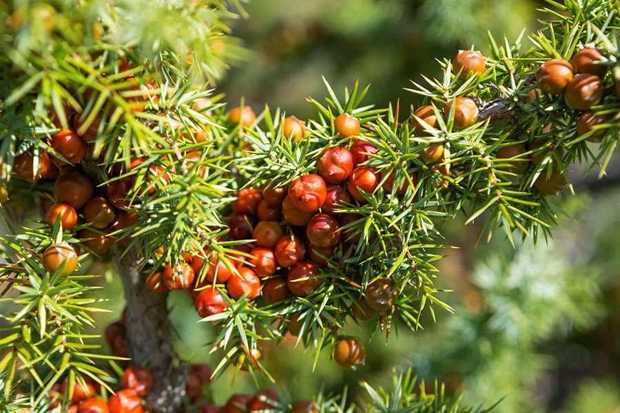 Thực vật Juniperus oxycedrus