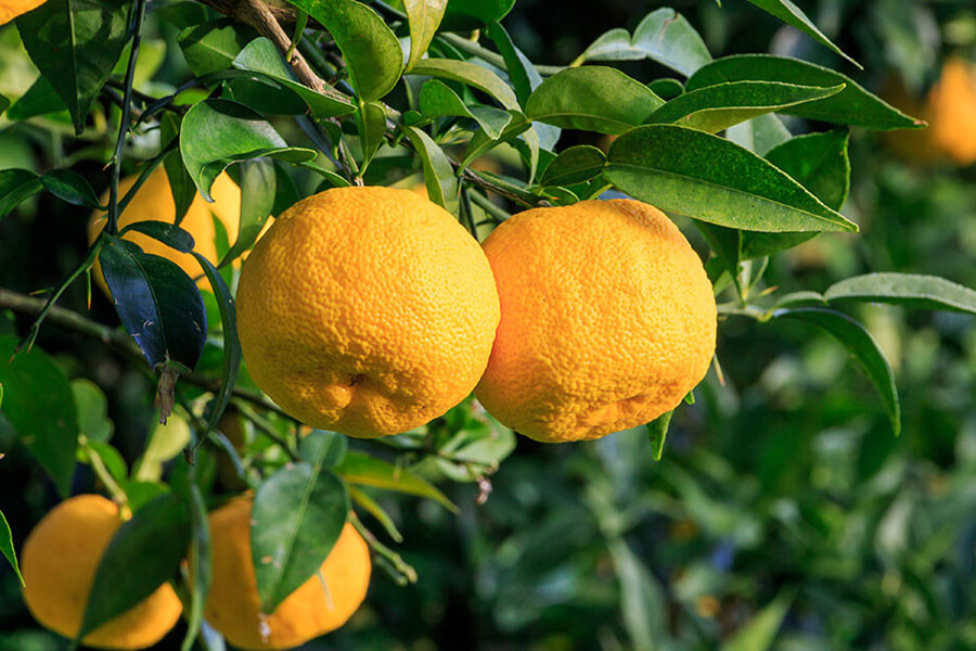 Thực vật Citrus Junos (cam nhật Yuzu)