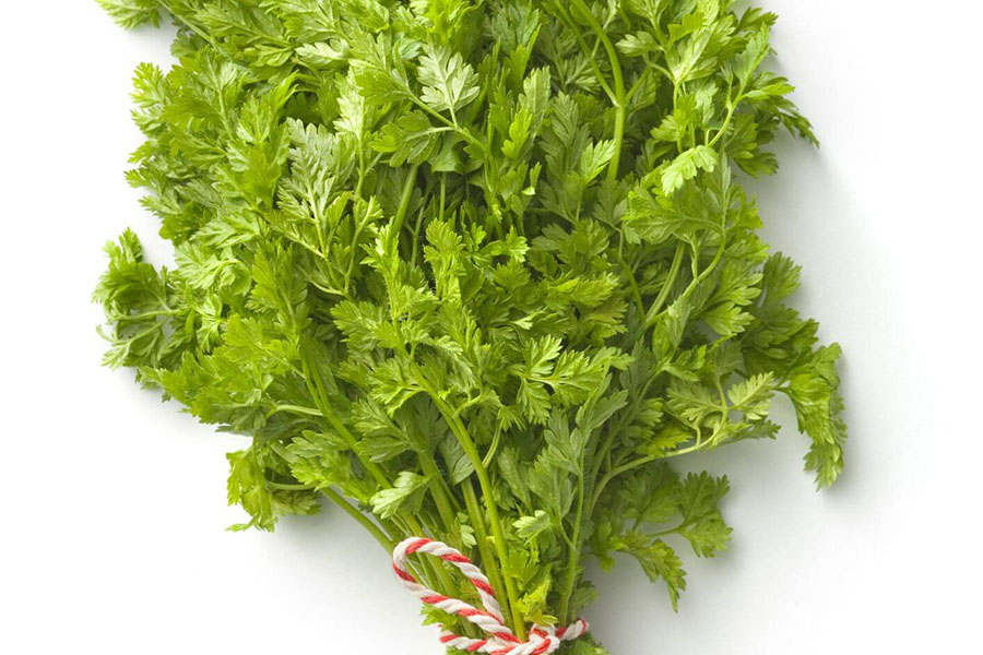 Thực vật ngò rí tây (Chervil)-1