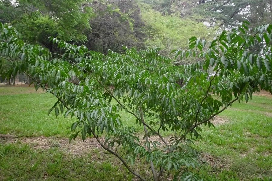 Cây balsam tolu trong tự nhiên