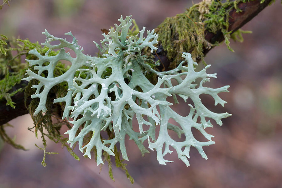 Hình 1: Evernia prunastri là loài rêu hay địa y.