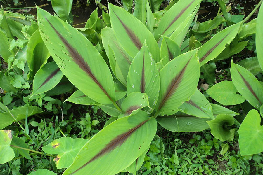 Hình 1. Thực vật quen thuộc nghệ đen Curcuma Zedoaria.