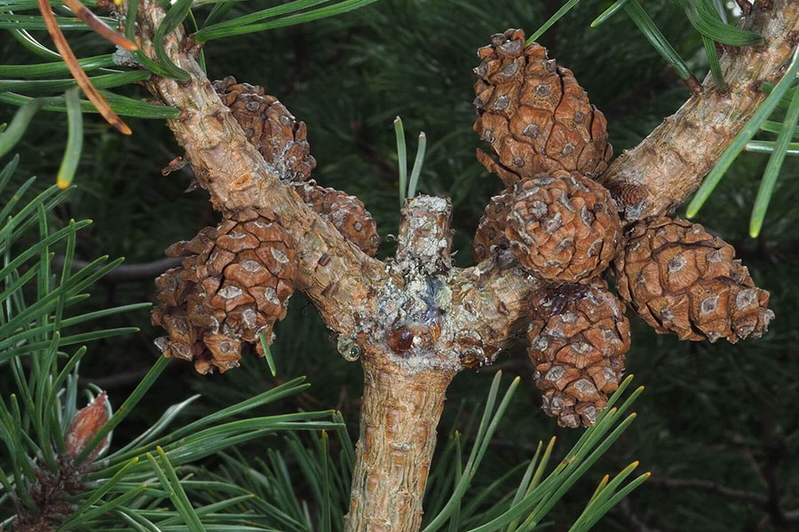 Hình 2. Thực vật Pinus mugo turra