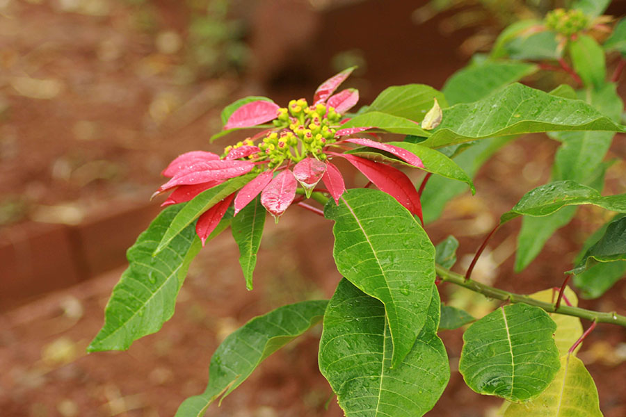 Hình 3. Euphorbia pulcherrima có lá bắc với màu sắc nổi bật.