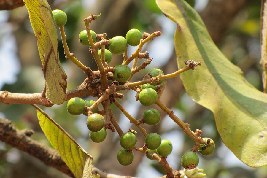 Hình 1. Chironji (Buchanania lanzan/Buchanania latifolia) có nguồn gốc từ Ấn Độ.