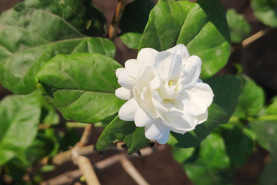 Hoa-nhai-Sambac-Jasmine