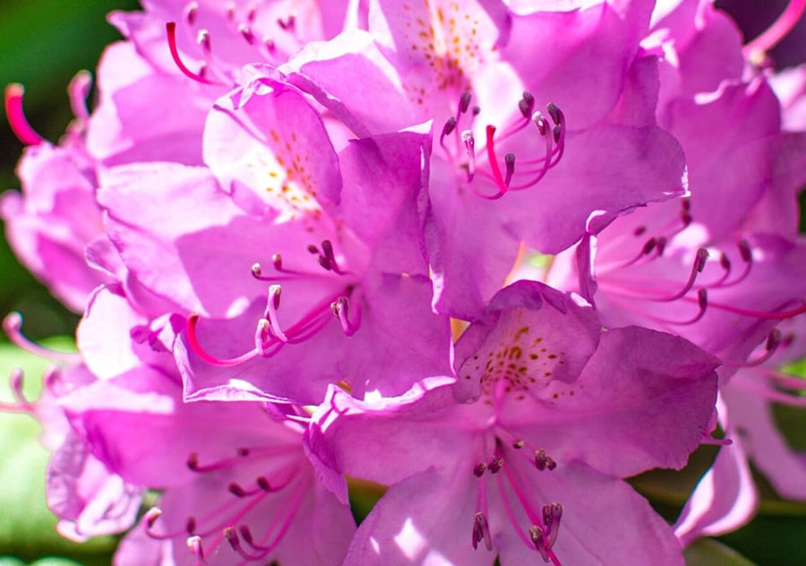 Cây hoa Đỗ Quyên - English Roseum