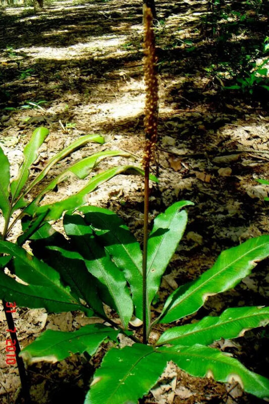 Sâm bòng bong là loài cây ưa bóng, chịu được nhiều loại đất khác nhau, mọc ở nhiều nơi, trên các bãi cỏ đá vôi và cả ở núi đất