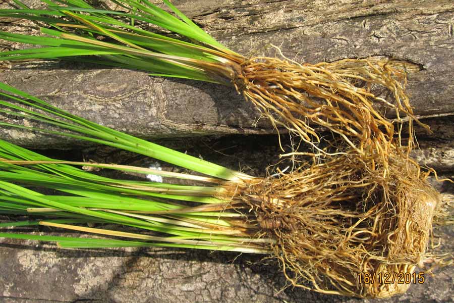 Rễ cỏ hương bài dùng làm nguyên liệu cất lấy tinh dầu thơm có tác dụng trị liệu