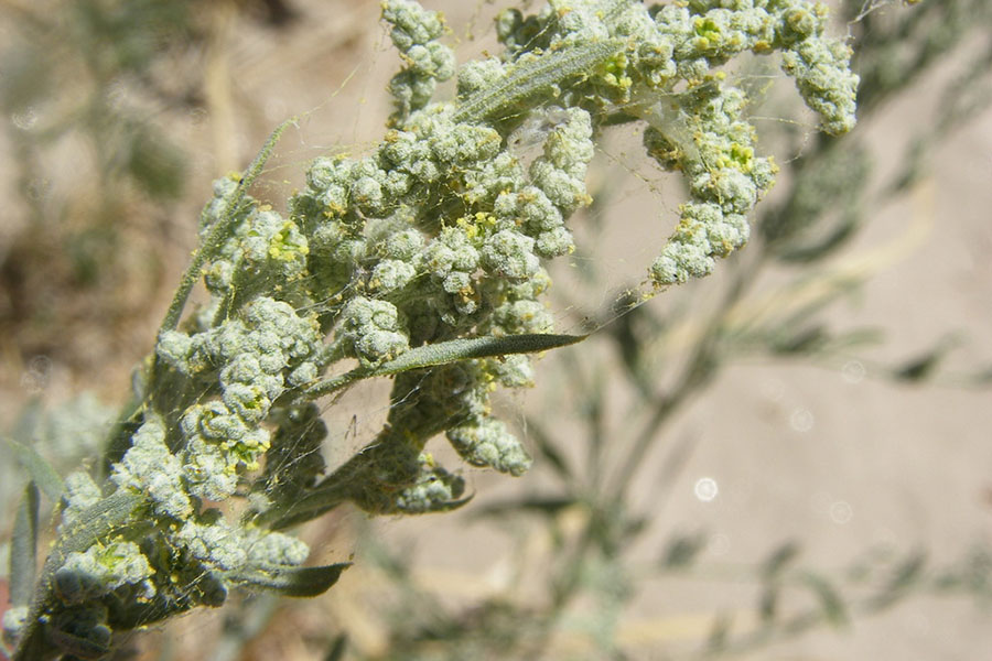 Tận Dục Nỗi Ám Ảnh Giun Sán Nhờ Dầu Giun Chenopodium ambrosioides