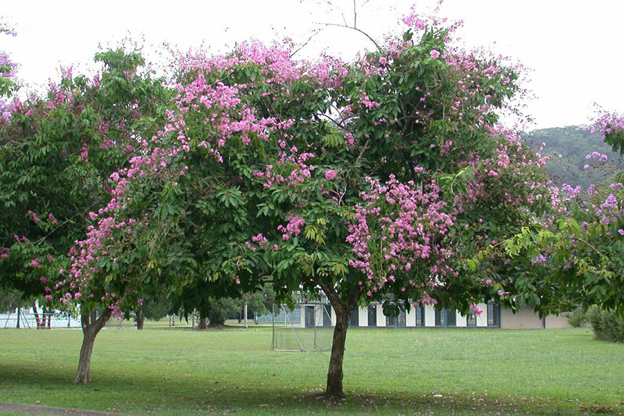 Cây bằng lăng tím