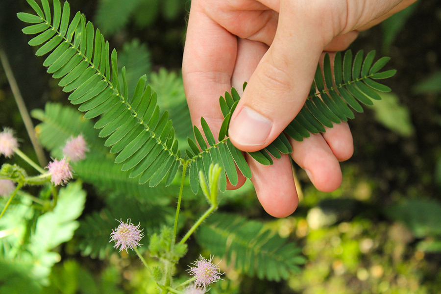 Mimosa pudica L.: Nàng Thẹn Thùng Của Thiên Nhiên - Khám Phá Vẻ Đẹp E ấp Và Bí Ẩn Của Loài Cây Đặc Biệt