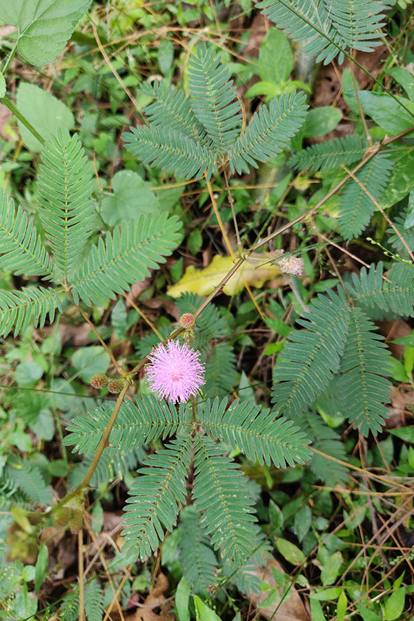 Mimosa pudica L.: Hơn Vẻ Đẹp E ấp - Tiềm Năng To Lớn Trong Y Học Và Làm Đẹp