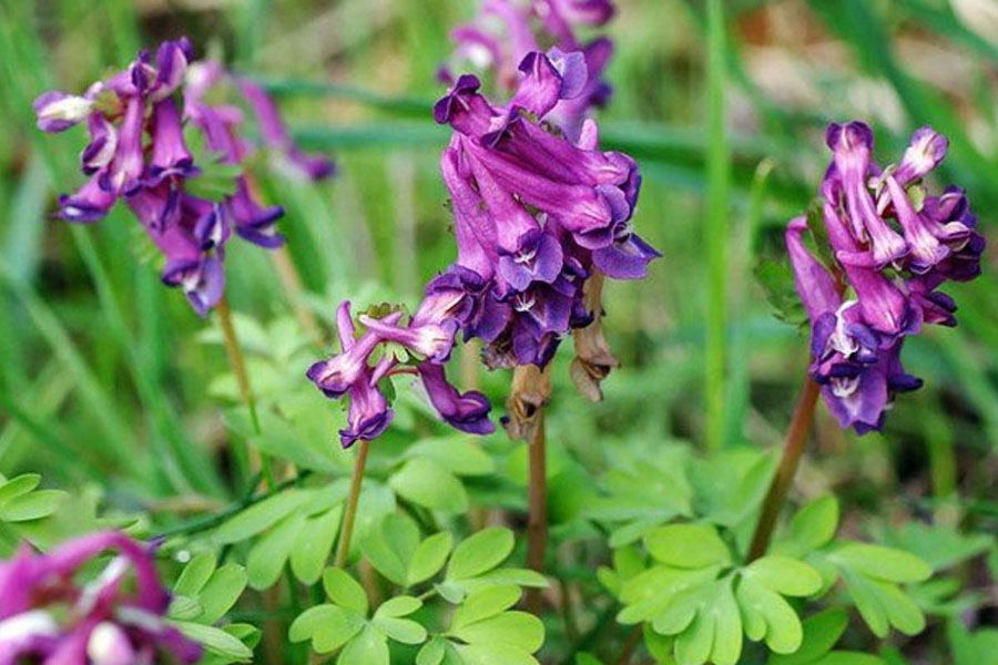 Huyền Hồ (Tuber Corydalis) - Giải mã bí ẩn "thần dược" từ lòng đất