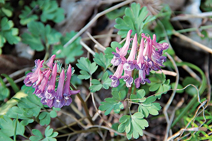 Huyền Hồ (Tuber Corydalis): Tác dụng, cách dùng và lưu ý khi sử dụng