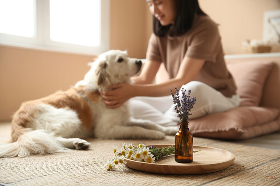 Sử dụng tinh dầu cho thú cưng tại nhà một cách an toàn và dịu nhẹ