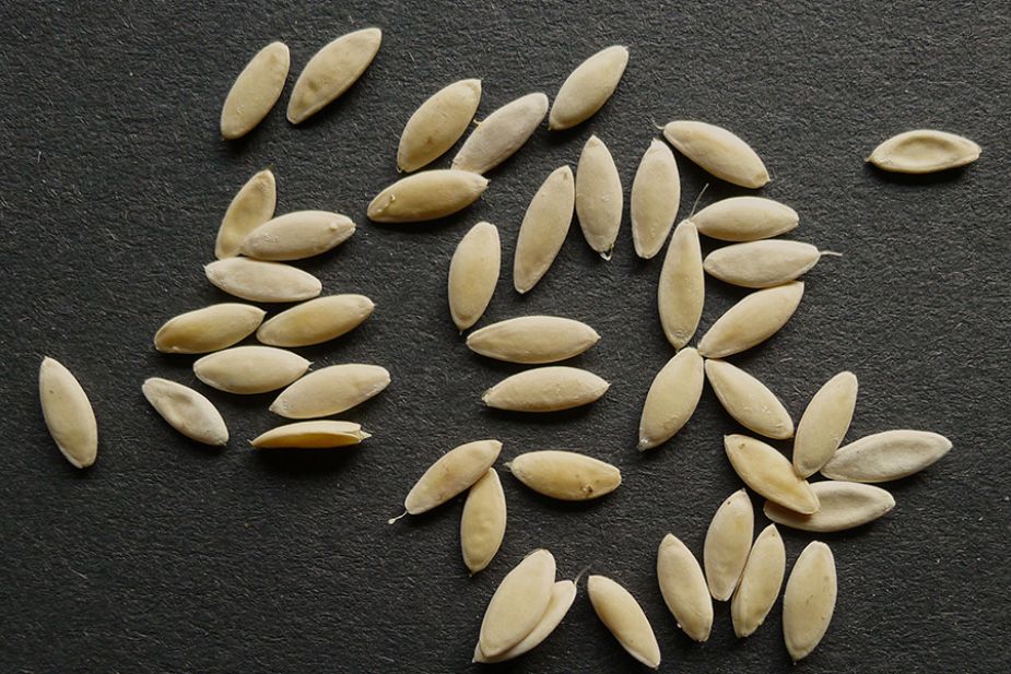 Hạt dưa leo (Cucumis sativus seed)