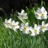 Hoa thủy tiên (Narcissus poeticus)