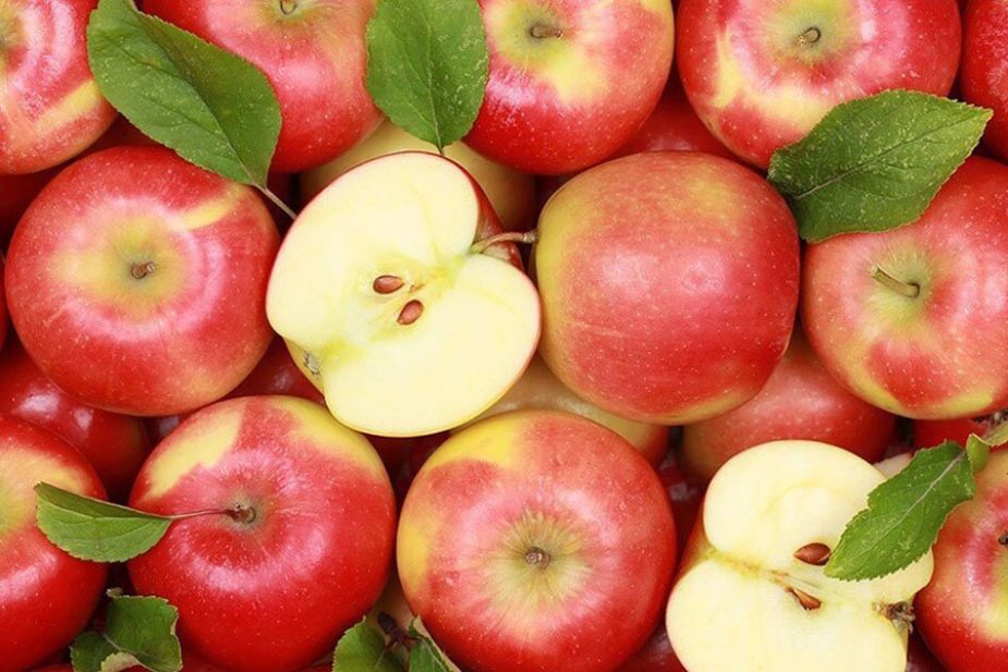 Hình 1. Táo tây Malus domestica