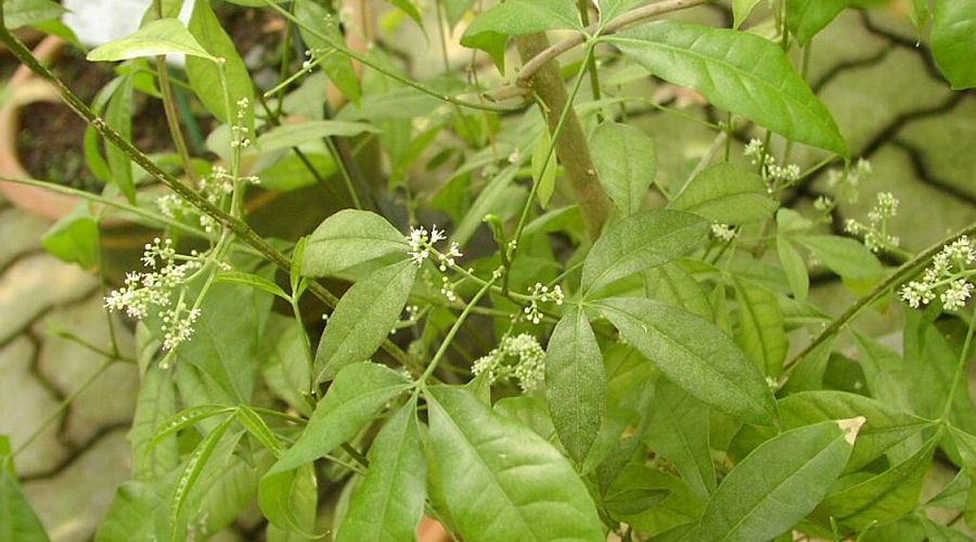 Cây Ba chạc trồng trong chậu, lá thon dài và hoa nhỏ màu trắng