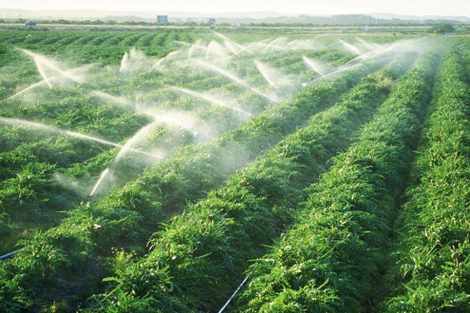Hình 3 Tinh dầu ổi giúp đuổi côn trùng, trừ sâu sinh học