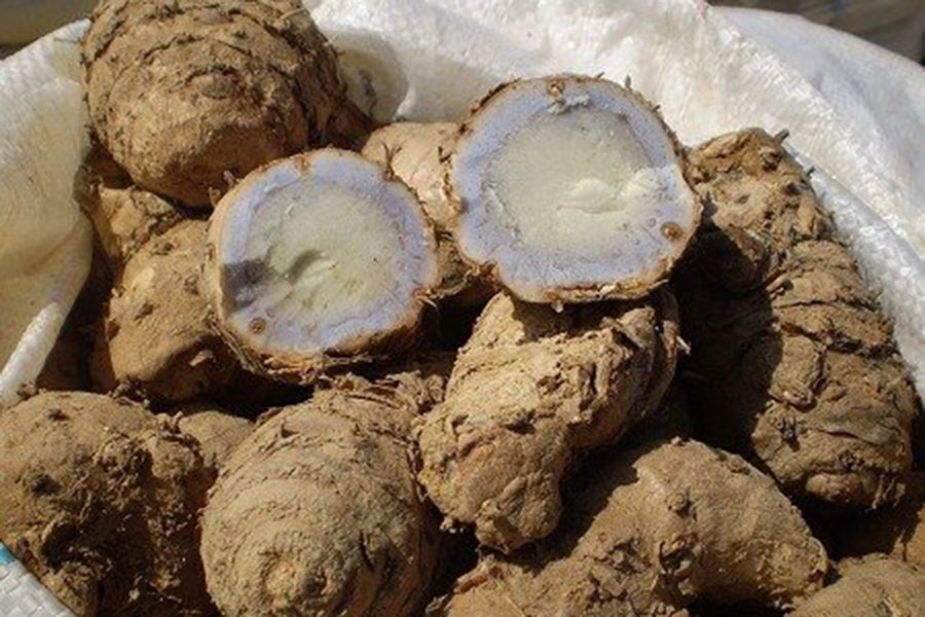 Bộ phận thân rễ thường được chiết xuất làm tinh dầu.