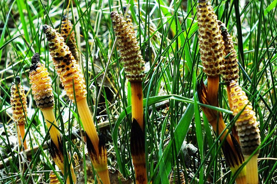 Equisetum Arvense L. - Thần Dược Từ Thiên Nhiên