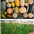 Hình1-Hình-dáng-của-Cucumis-melo-thay-đổi-theo-từng-giống-khác-nhau