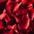 Fairy-Tale-Rose fragrance oil