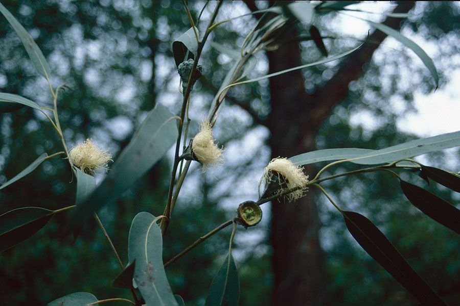 cay khuynh diep Eucalyptus globulus Labill