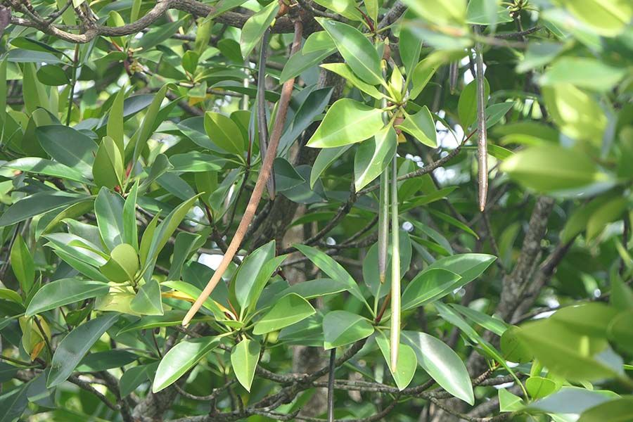 Cây Đước - Biểu tượng sinh thái ven biển