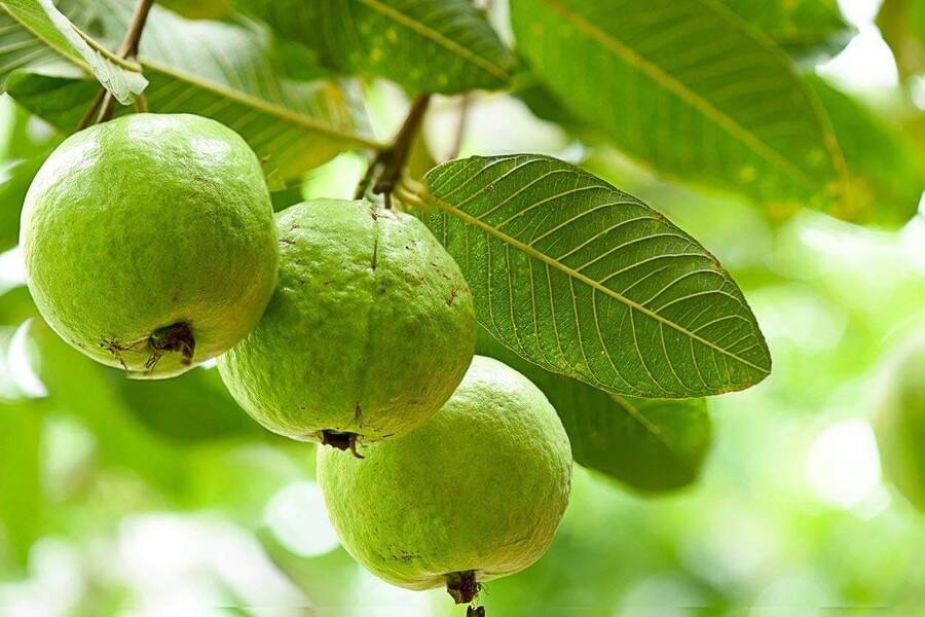 Hình 1. Ổi-Psidium guajava (L.) là loài trái cây quen thuộc.